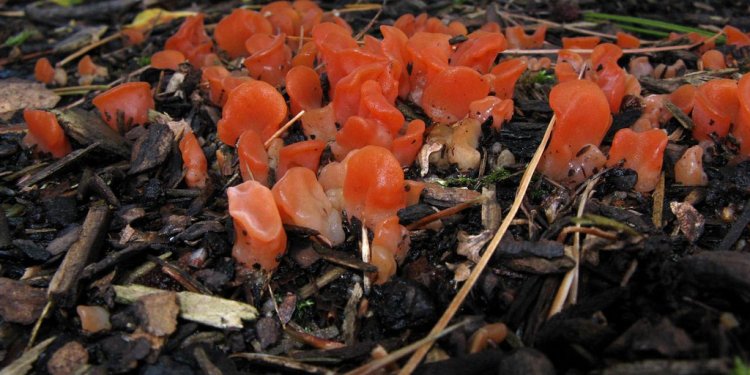 Fungus